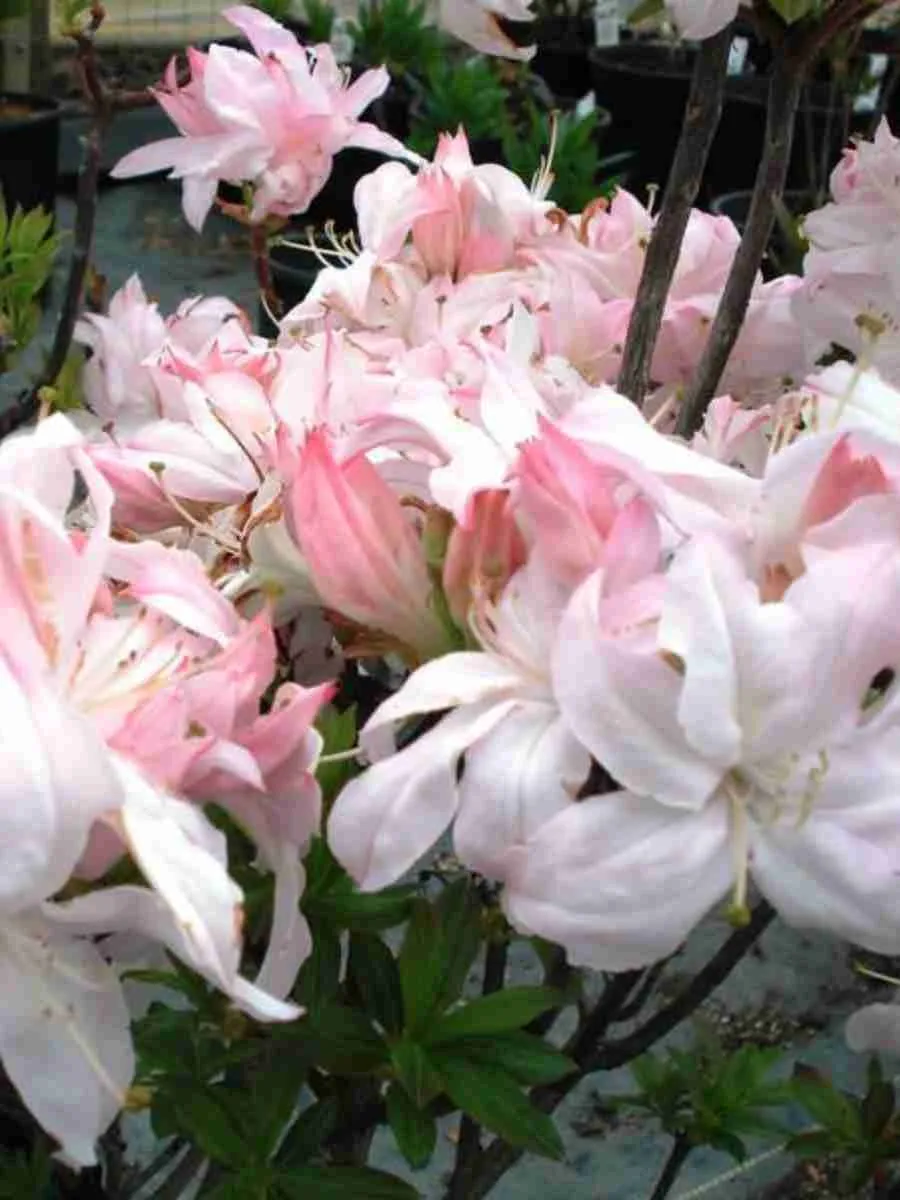 Азалия крупноцветковая White Lights Азалия крупноцветковая White Lights