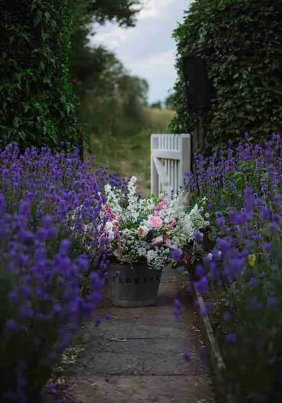 Лаванда в вашем саду