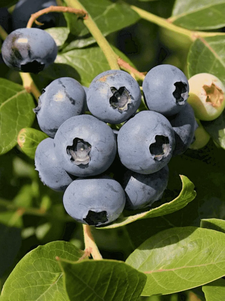 Голубика высокорослая  Chanticleer Голубика высокорослая  Chanticleer