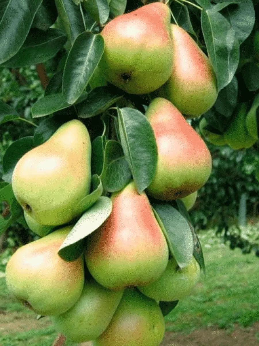 Груша Г-2 (колоновидная) Груша Г-2 (колоновидная)