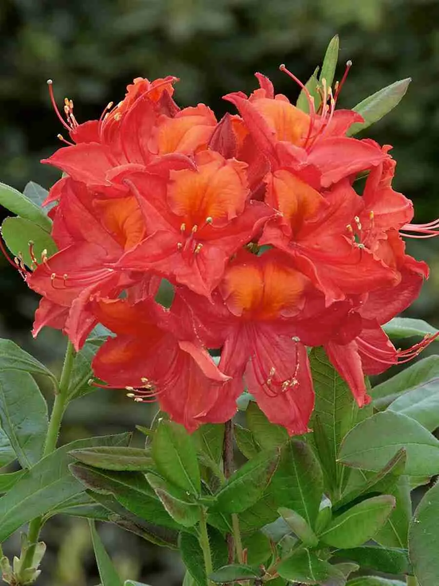 Азалия крупноцветковая Tunis Азалия крупноцветковая Tunis