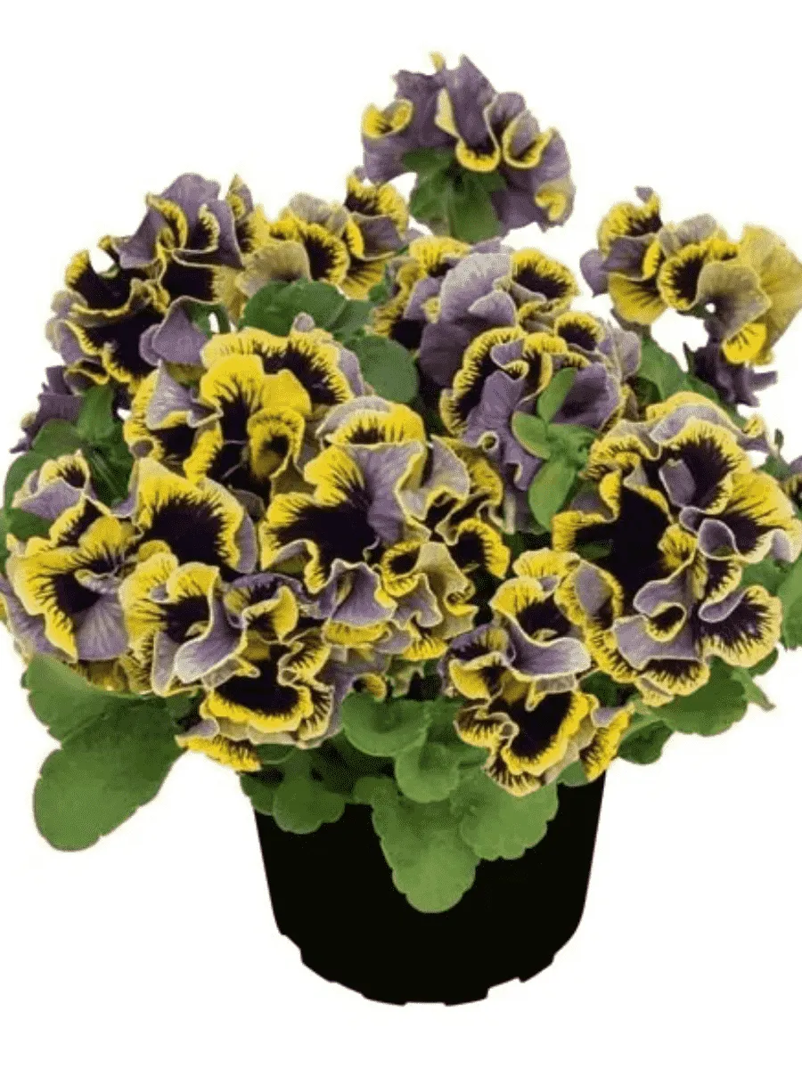 Виола RUFFLES Dark Heart