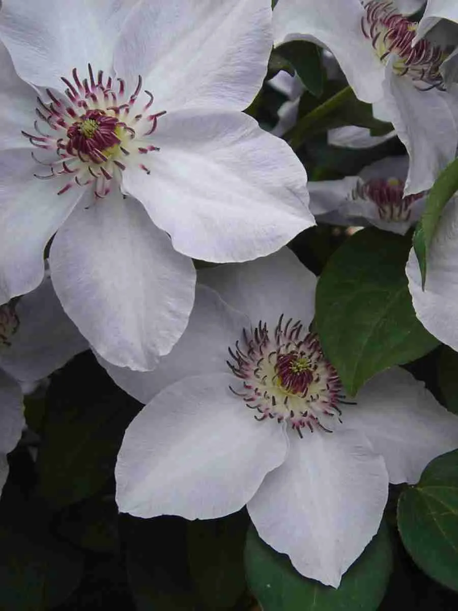 Клематис Still Waters