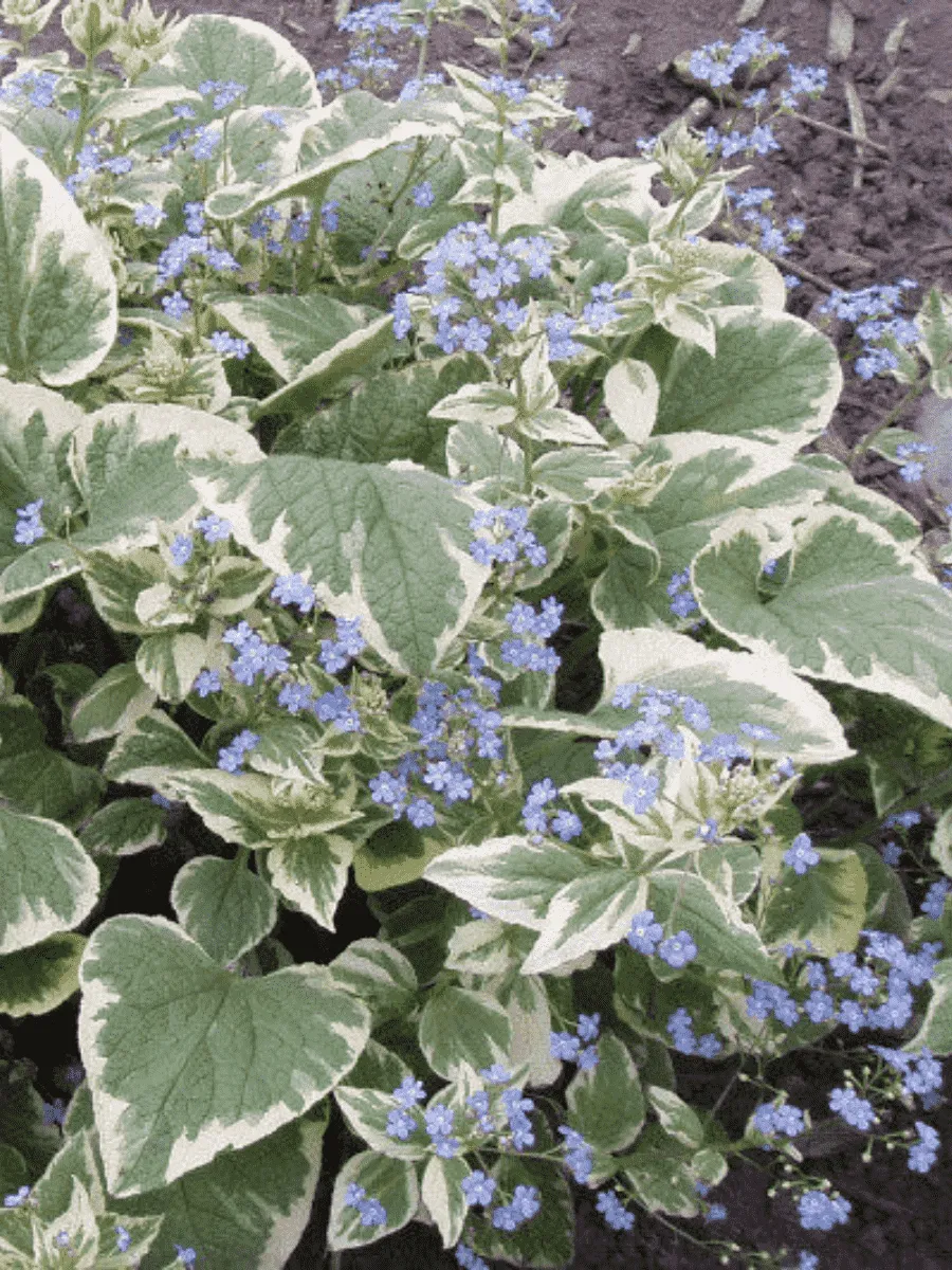 Бруннера крупнолистная Variegata Бруннера крупнолистная Variegata