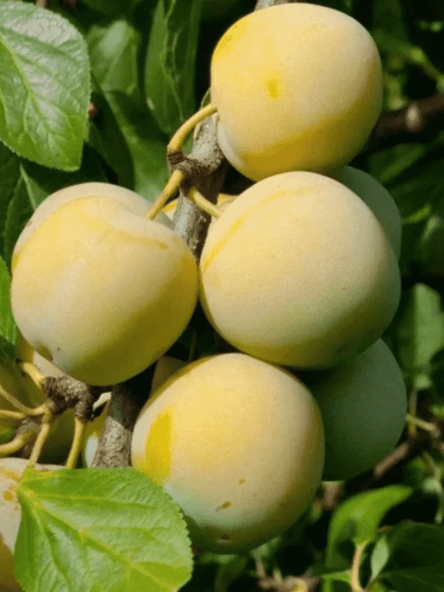 Слива домашняя Ренклод колхозный Слива домашняя Ренклод колхозный