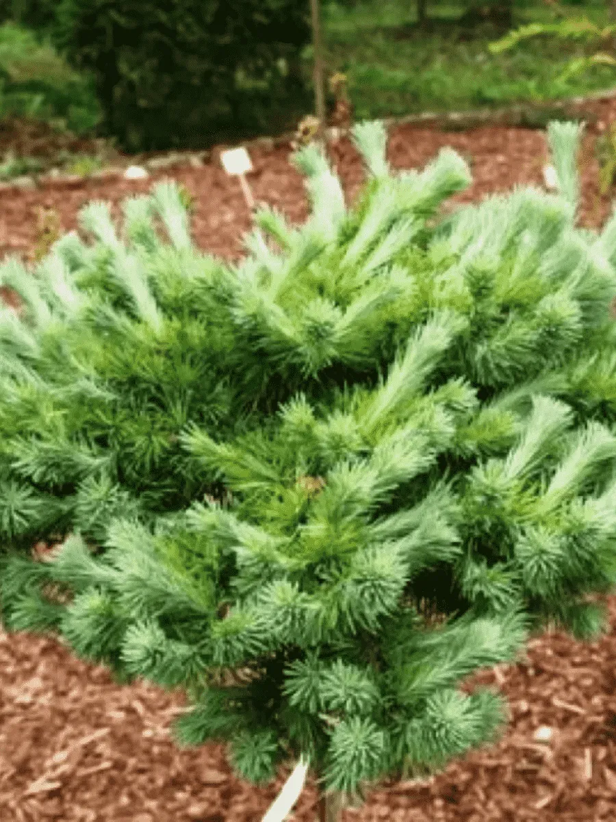 Лиственница кемпфера Cupido Лиственница кемпфера Cupido