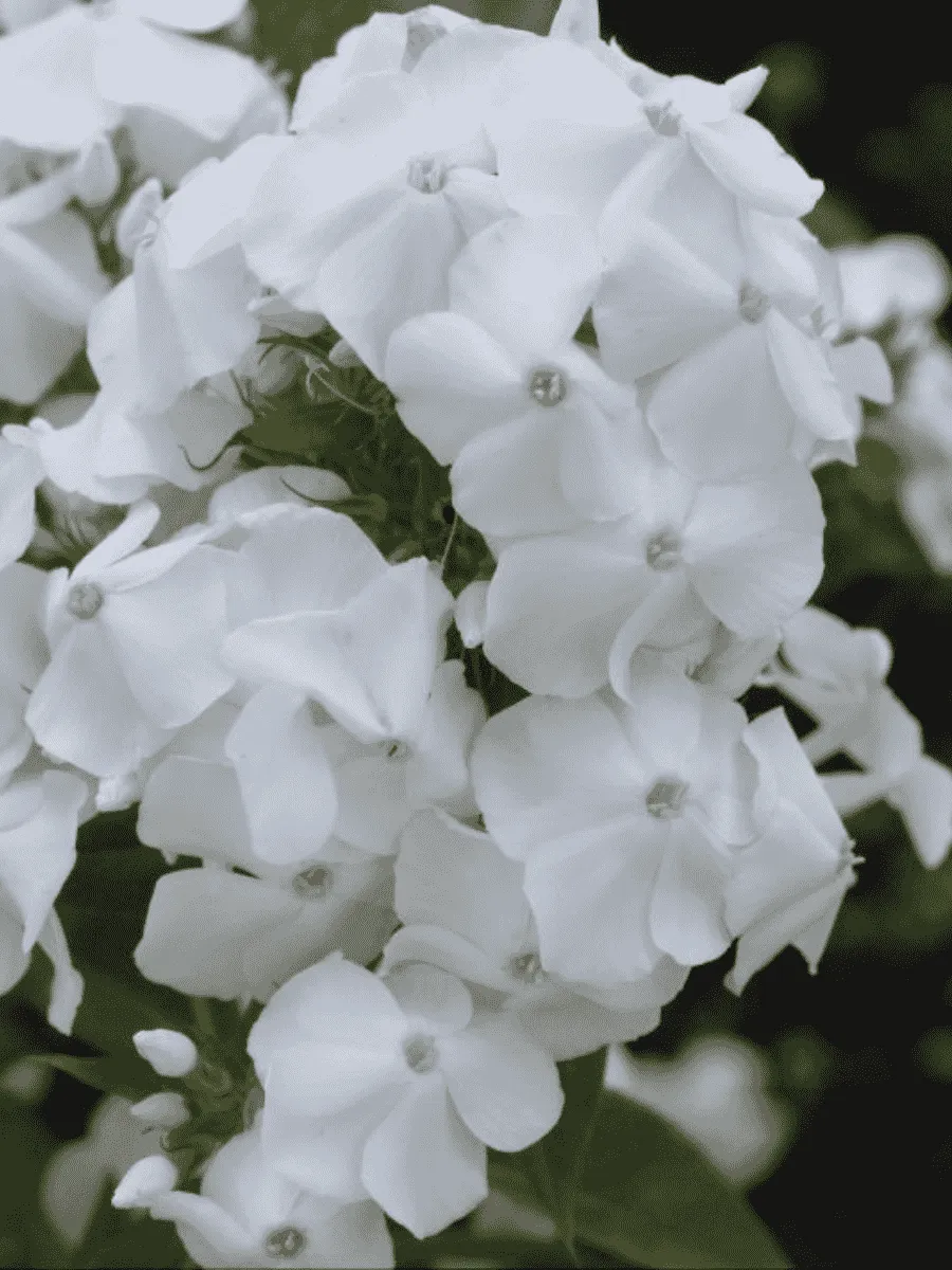 Флокс метельчатый Белый Клык