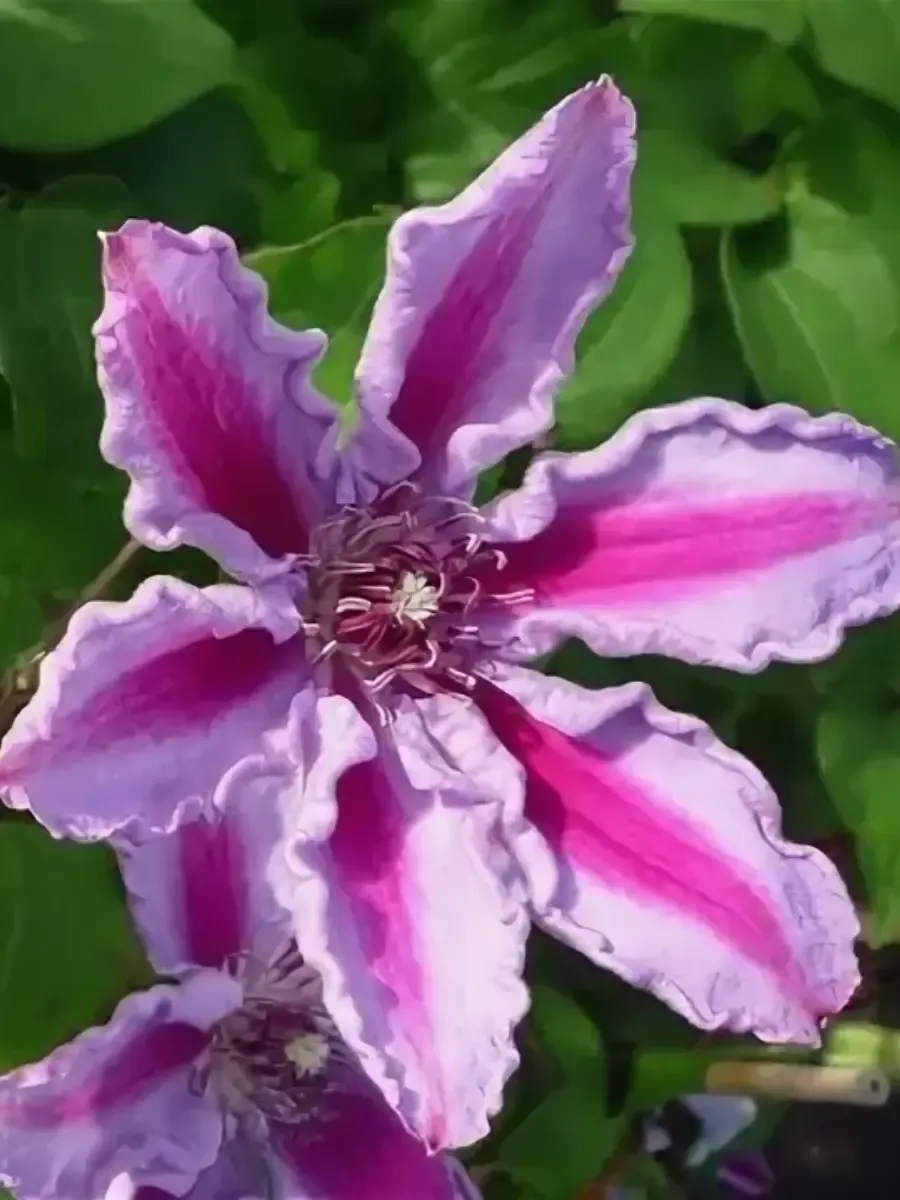 Клематис Tudor