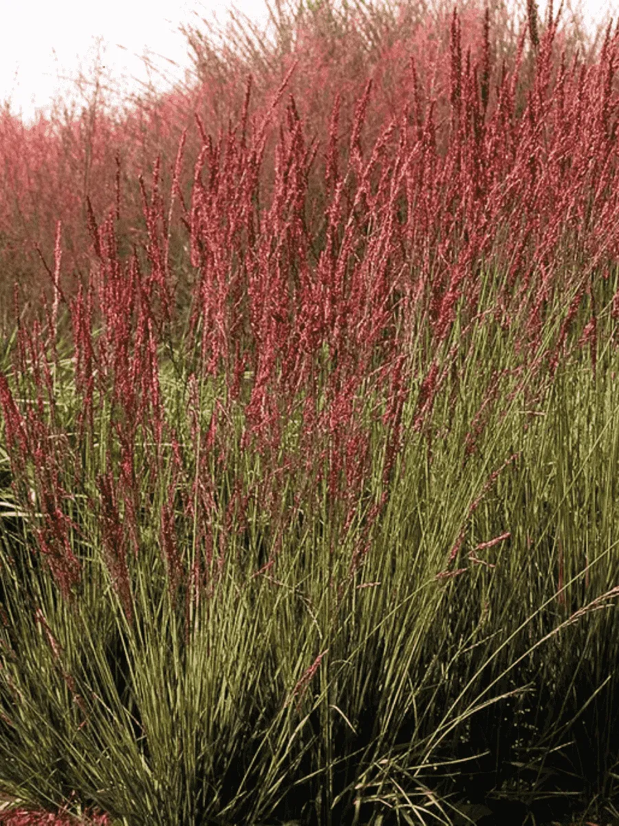 Молиния голубая Moorhexe