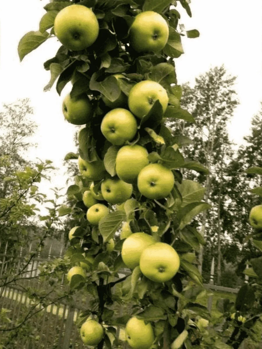 Яблоня Колоновидная Икша Яблоня Колоновидная Икша