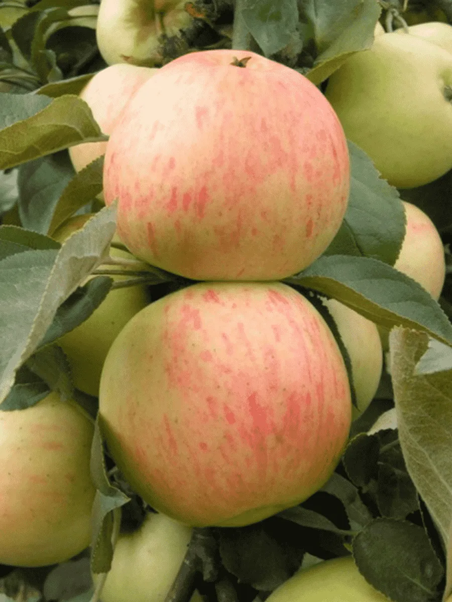 Яблоня Юбиляр