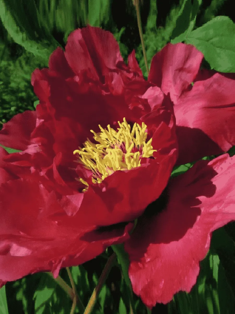 Пион древовидный Red Shandong Lotus