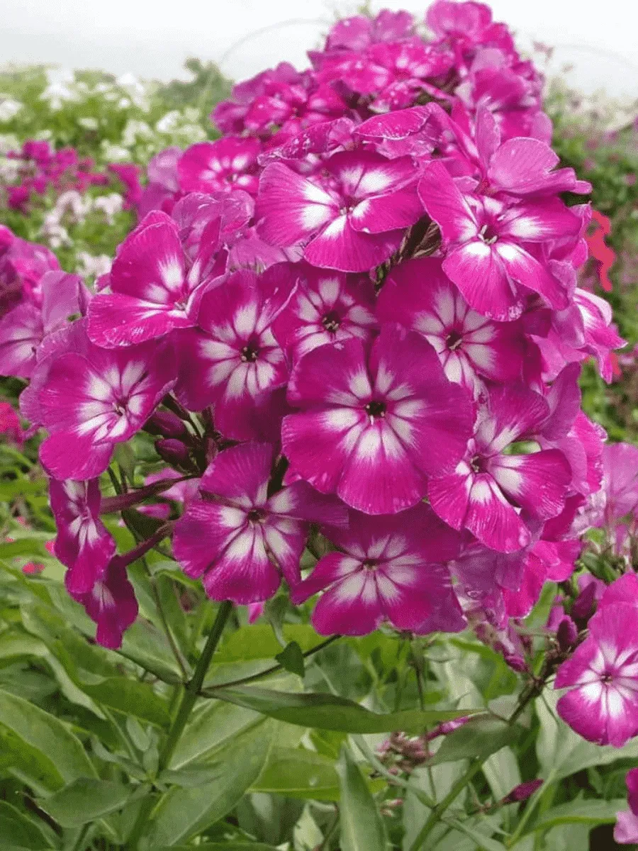 Флокс метельчатый Кураж