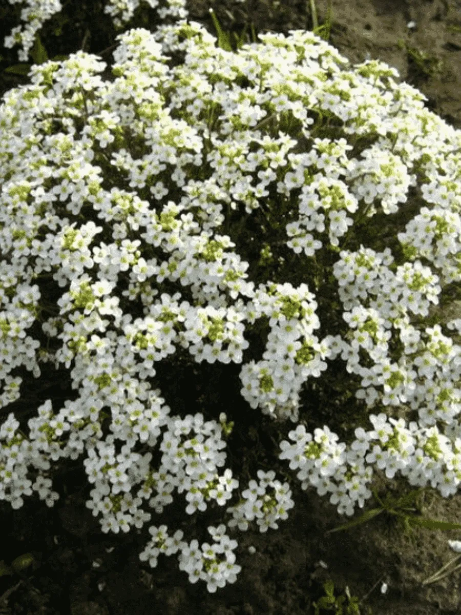 Гутчинзия Гутчинзия