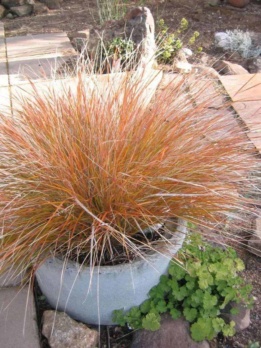 Анемантеле тростниковидный Sirocco Анемантеле тростниковидный Sirocco