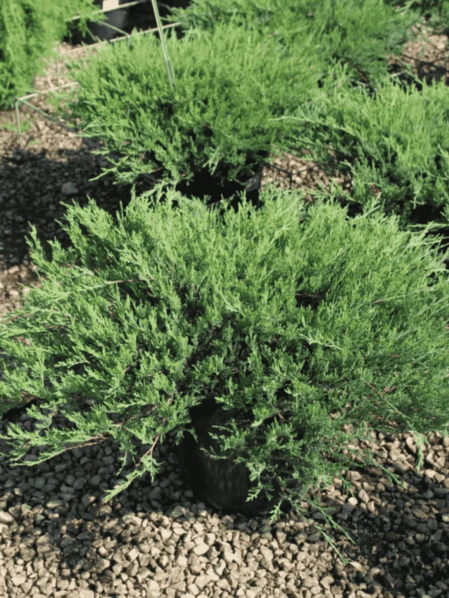 Можжевельник горизонтальный Agnieszka