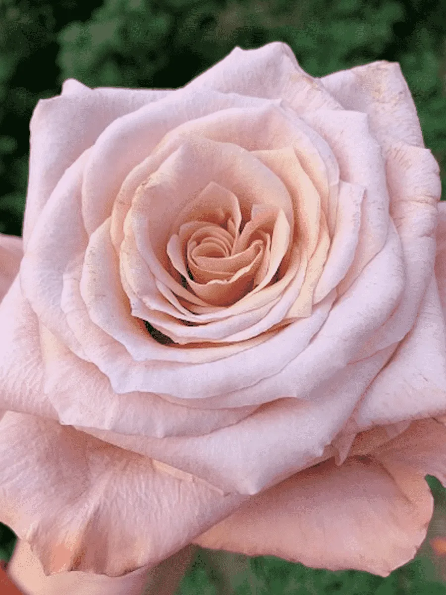 Роза чайно-гибридная  Shimmer