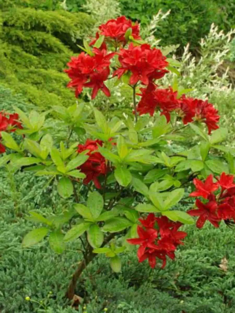 Азалия крупноцветковая Nabucco Азалия крупноцветковая Nabucco