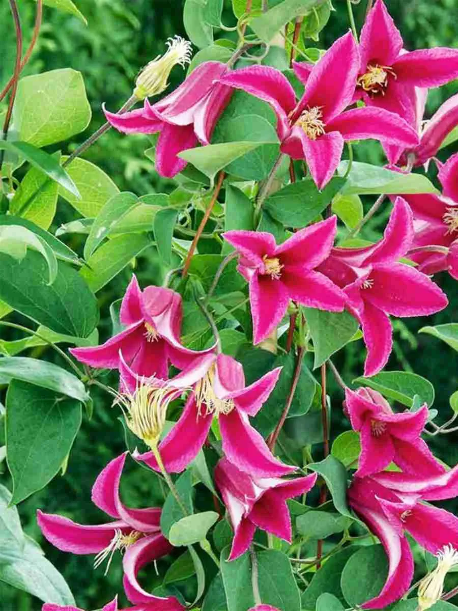 Клематис гибридный Happy Diana