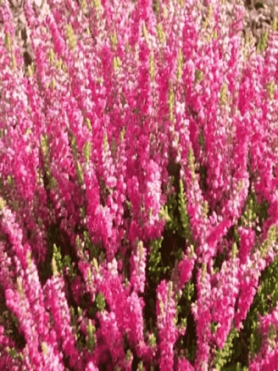 Вереск обыкновенный Dark Star