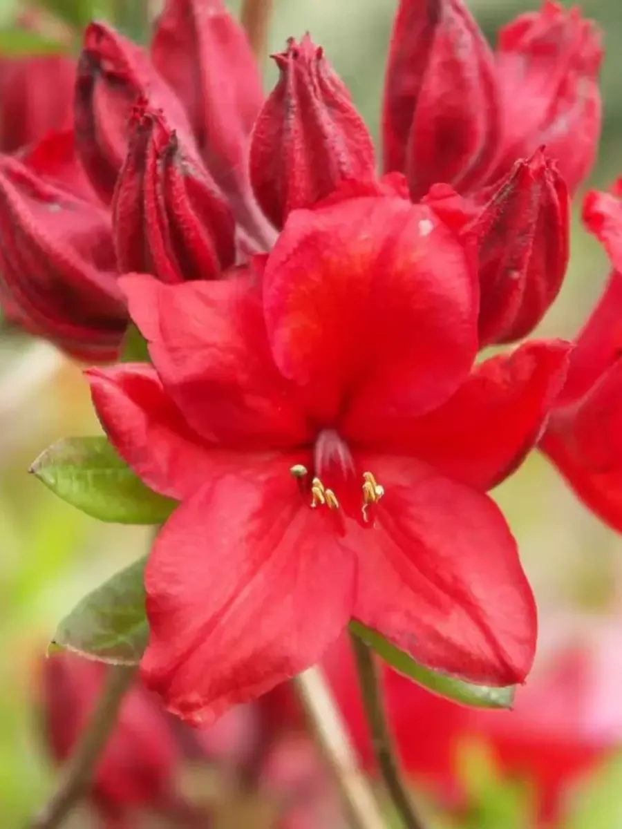 Азалия крупноцветковая Feuerkopfchen Азалия крупноцветковая Feuerkopfchen