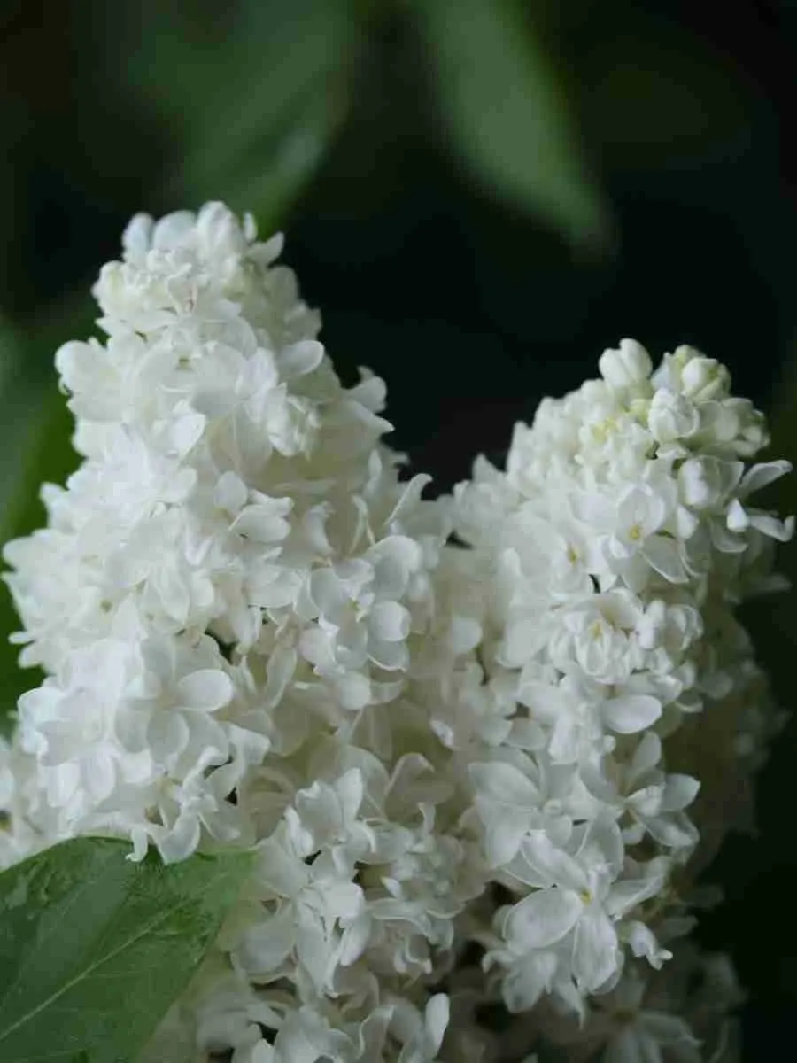 Сирень обыкновенная Жанна Д'Арк