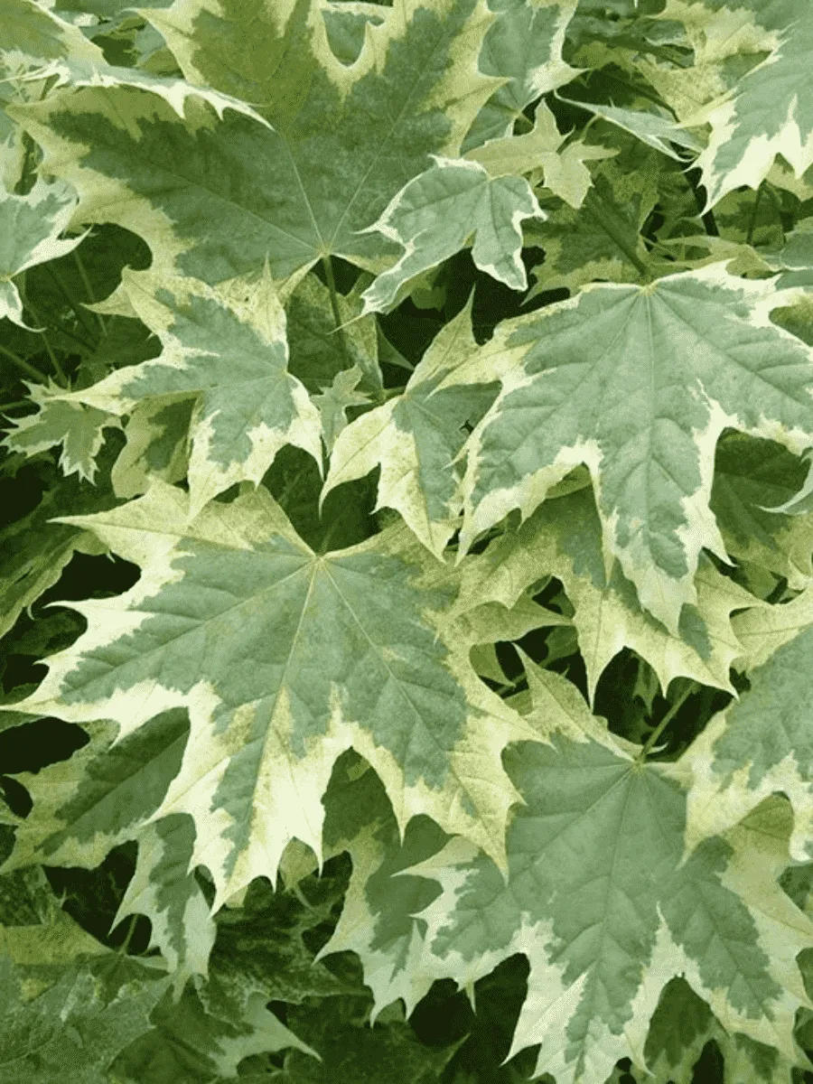 Клен остролистный Drummondii Клен остролистный Drummondii