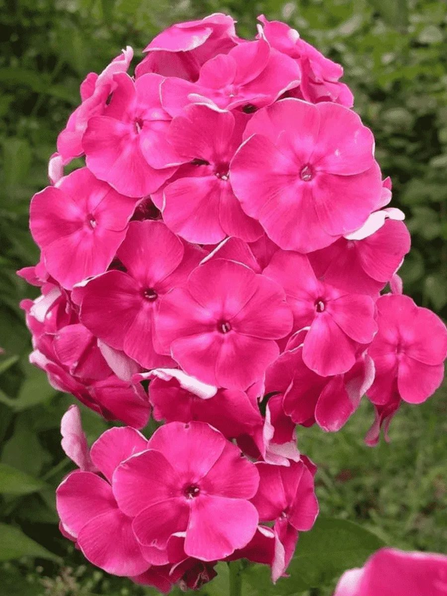 Флокс метельчатый Малина ранняя