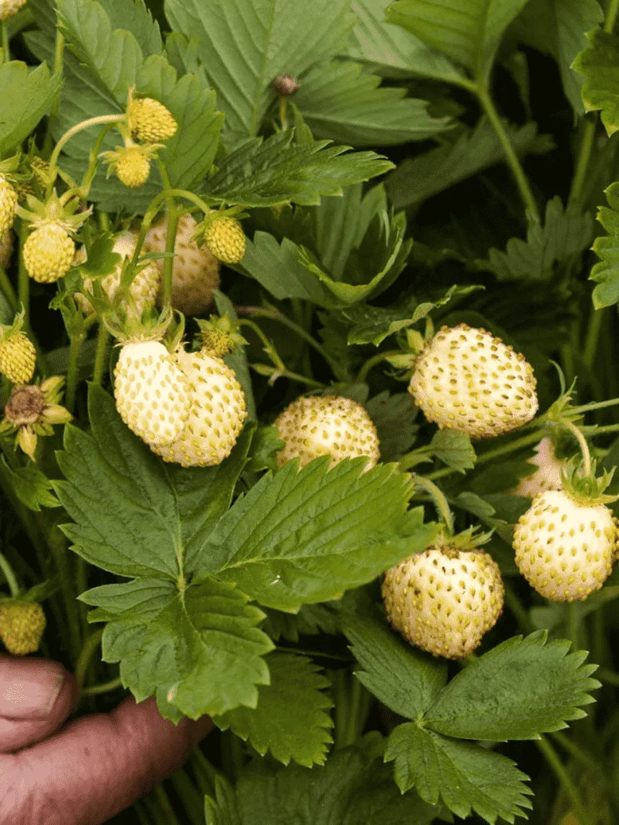Земляника альпийская Желтое чудо Земляника альпийская Желтое чудо