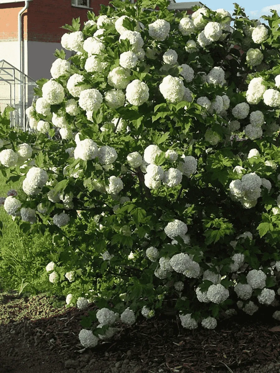 Калина обыкновенная Бульденеж