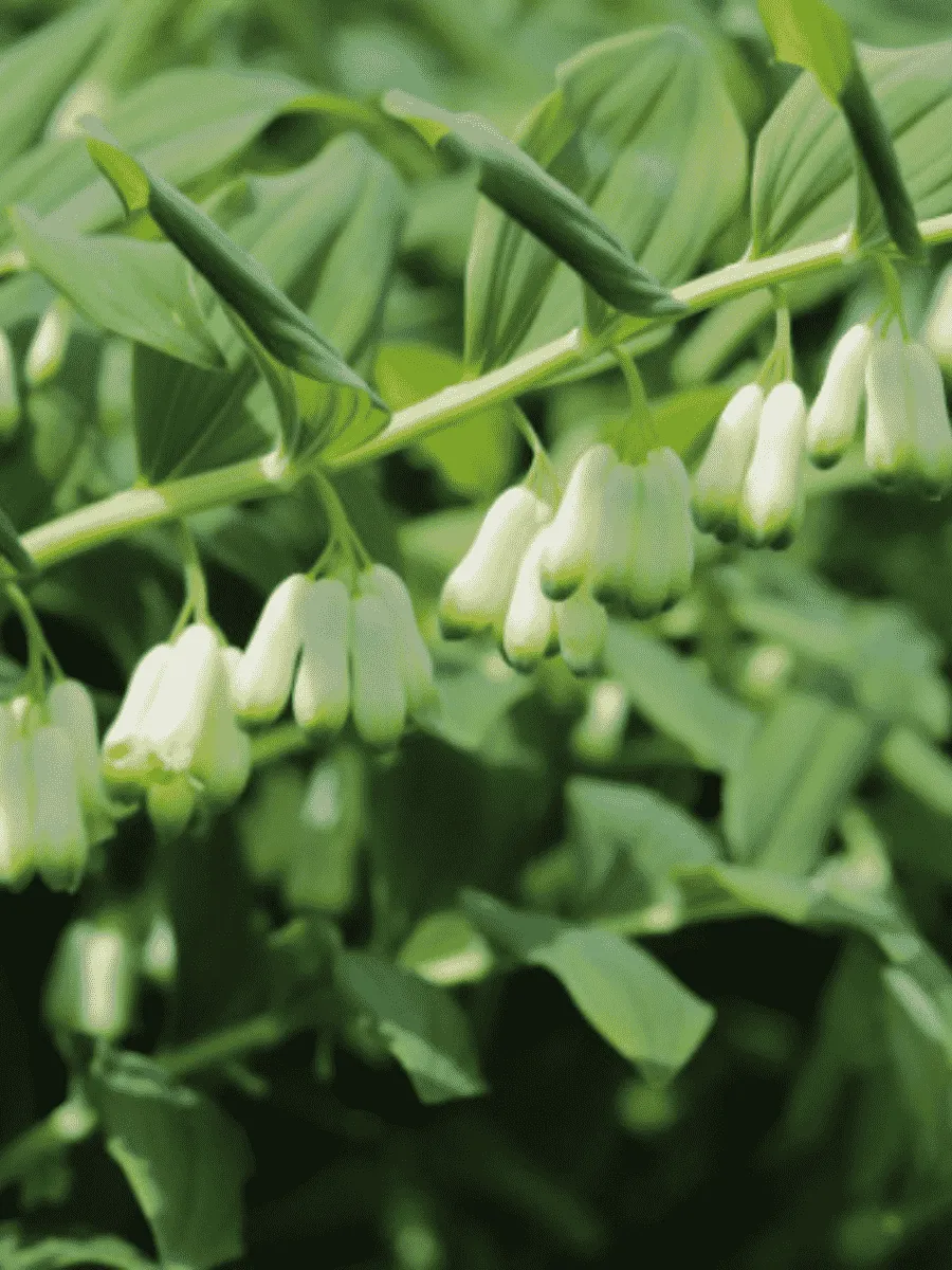 Купена Купена