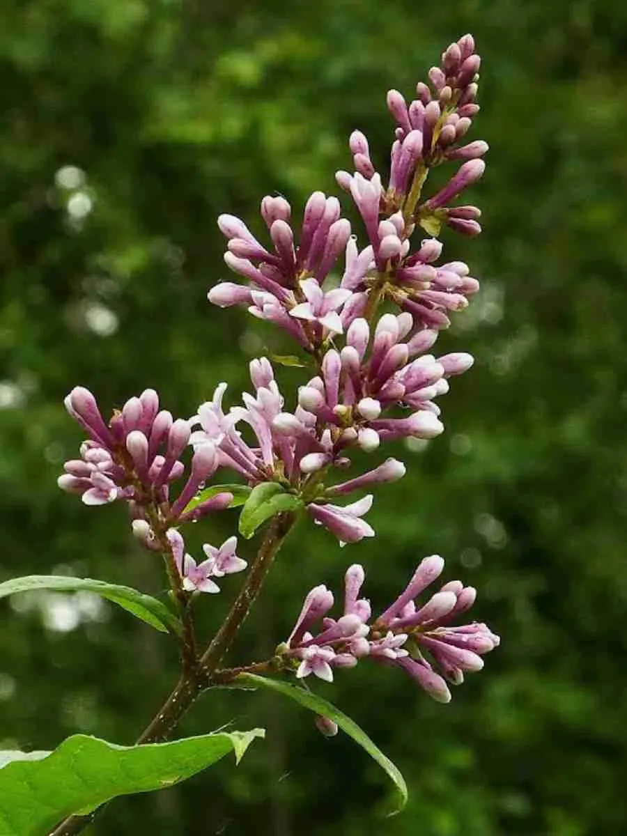 Сирень Венгерская Сирень Венгерская