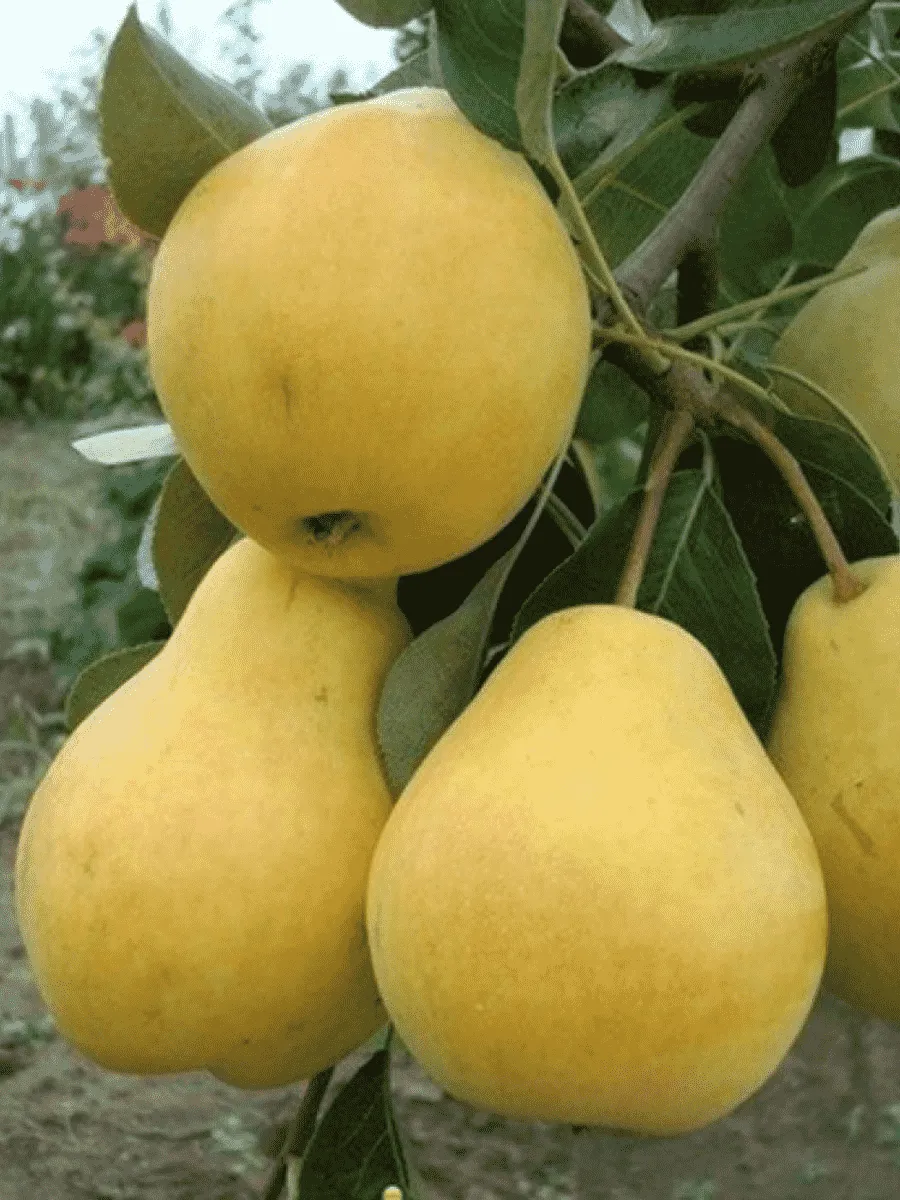 Груша Лада Груша Лада