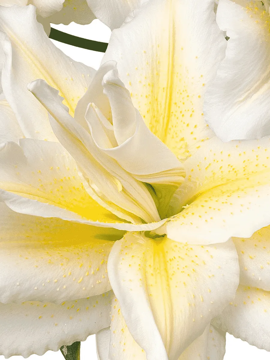 Лилия Roselily Irvana