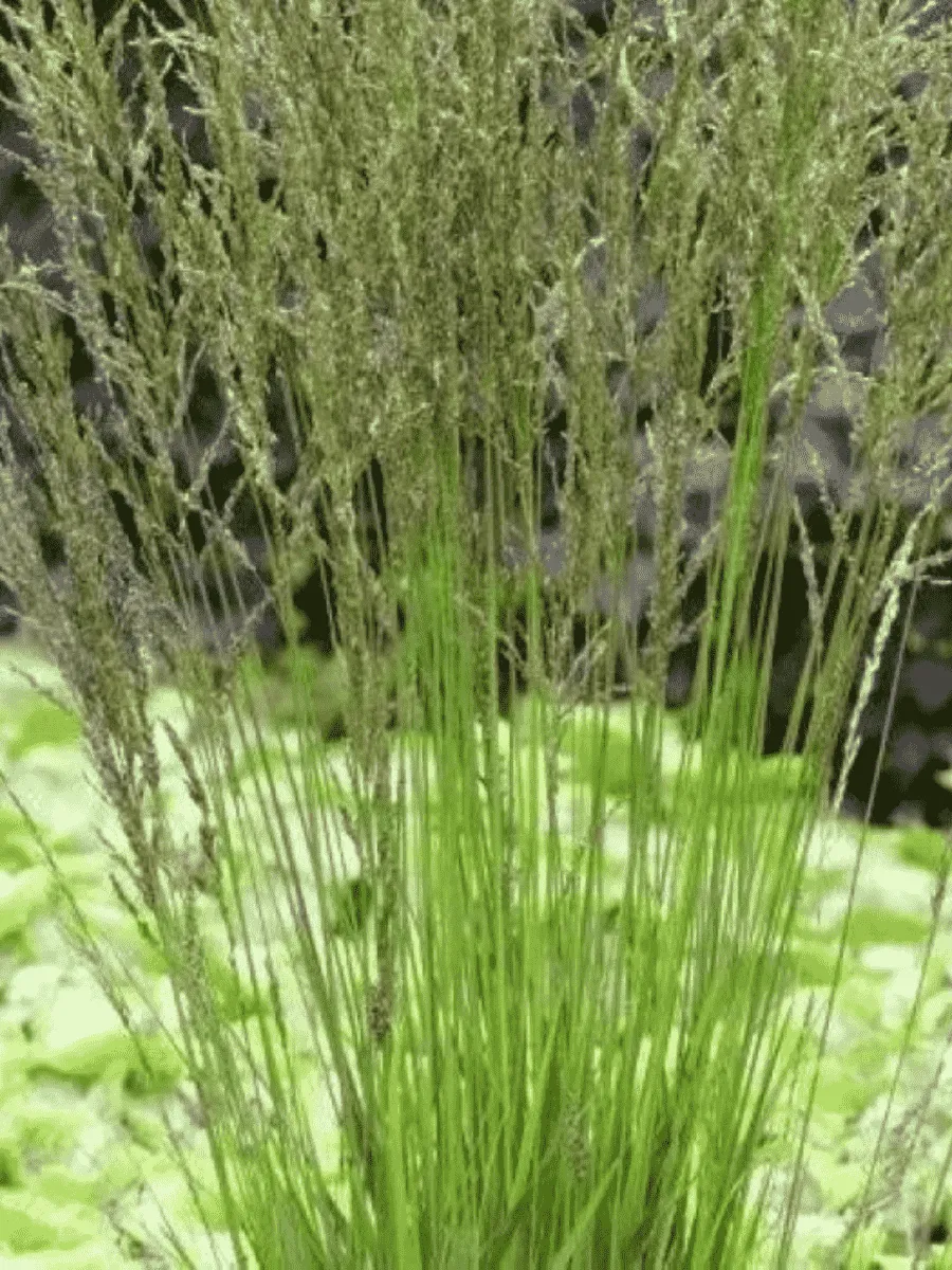 Молиния голубая Torch