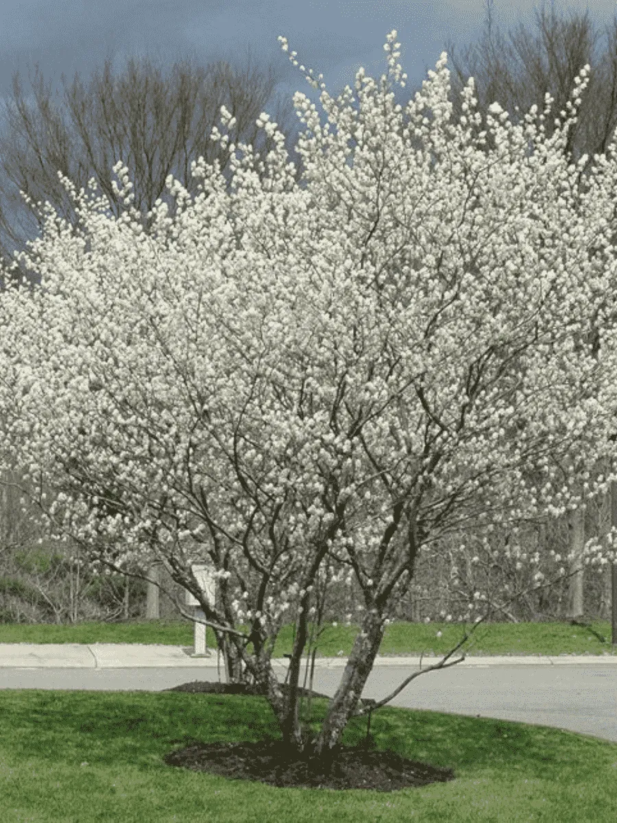 Ирга Ламарка