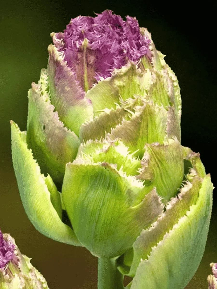 Тюльпан Махровый Purple Tower