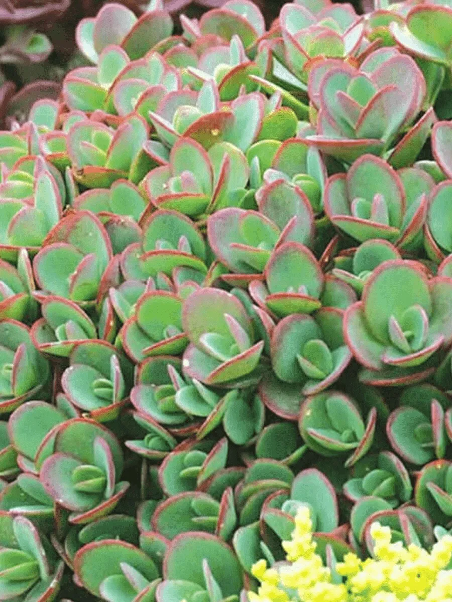 Очиток гибридный Lime Zinger