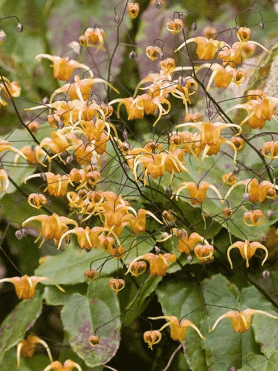 Горянка Amber Queen