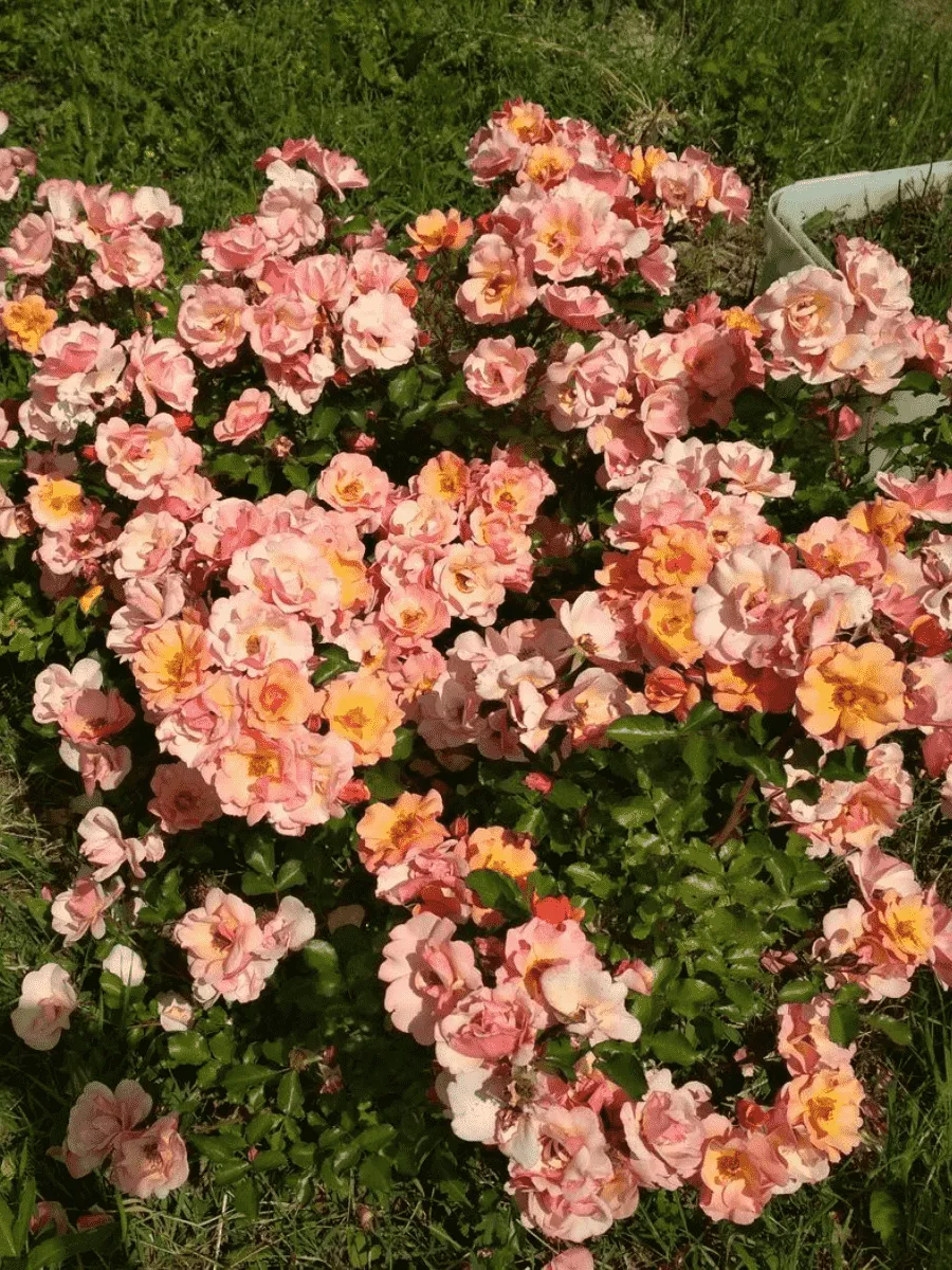 Роза Флорибунда Jazzz