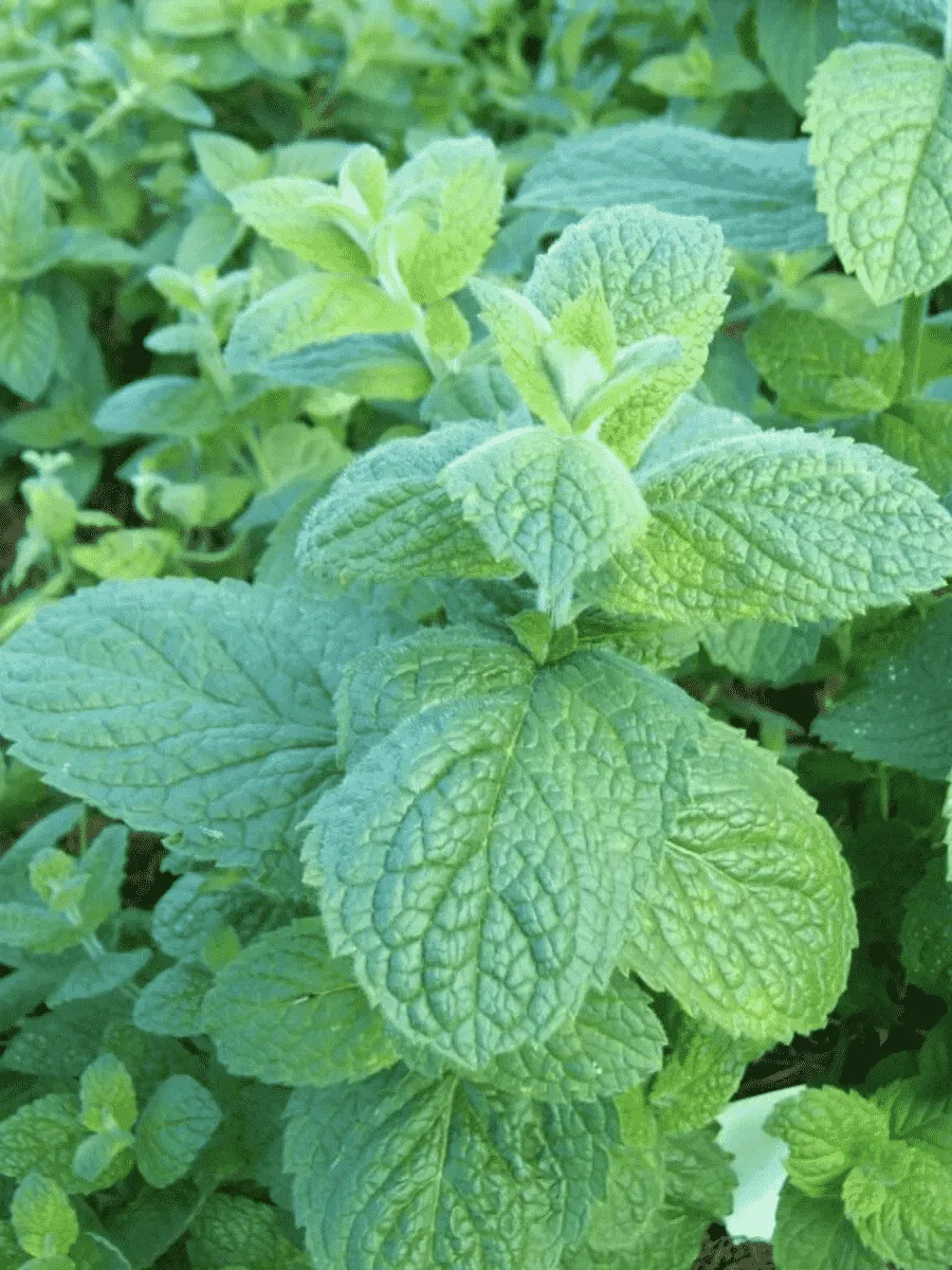 Мята Душистая