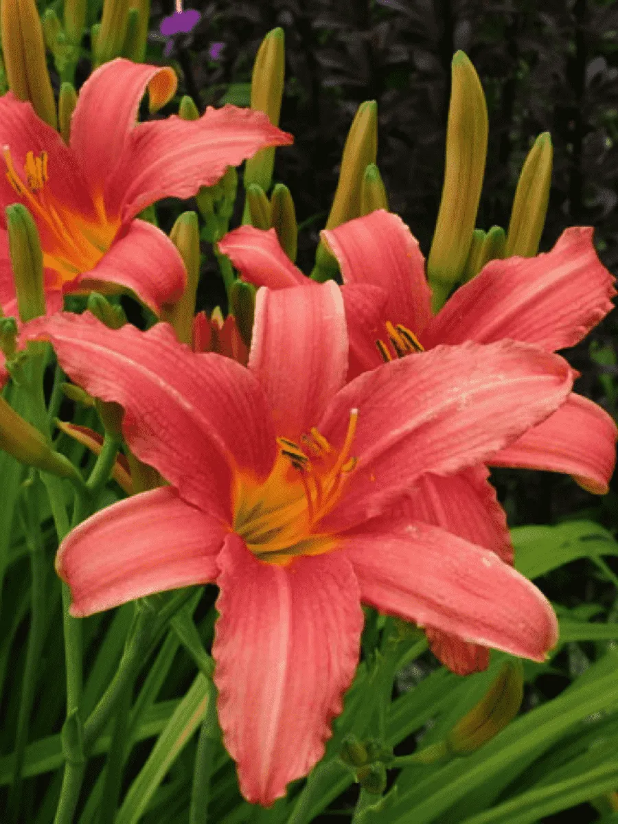 Лилейник розовый