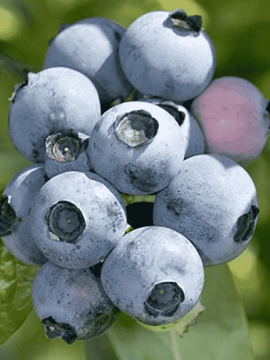 Голубика высокорослая Bonifacy