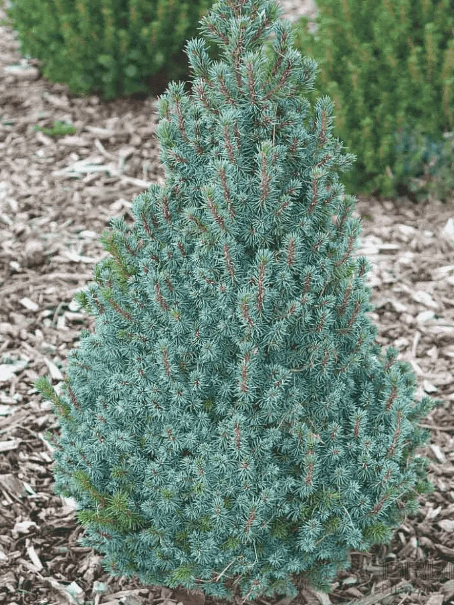 Ель канадская Sanders Blue Ель канадская Sanders Blue