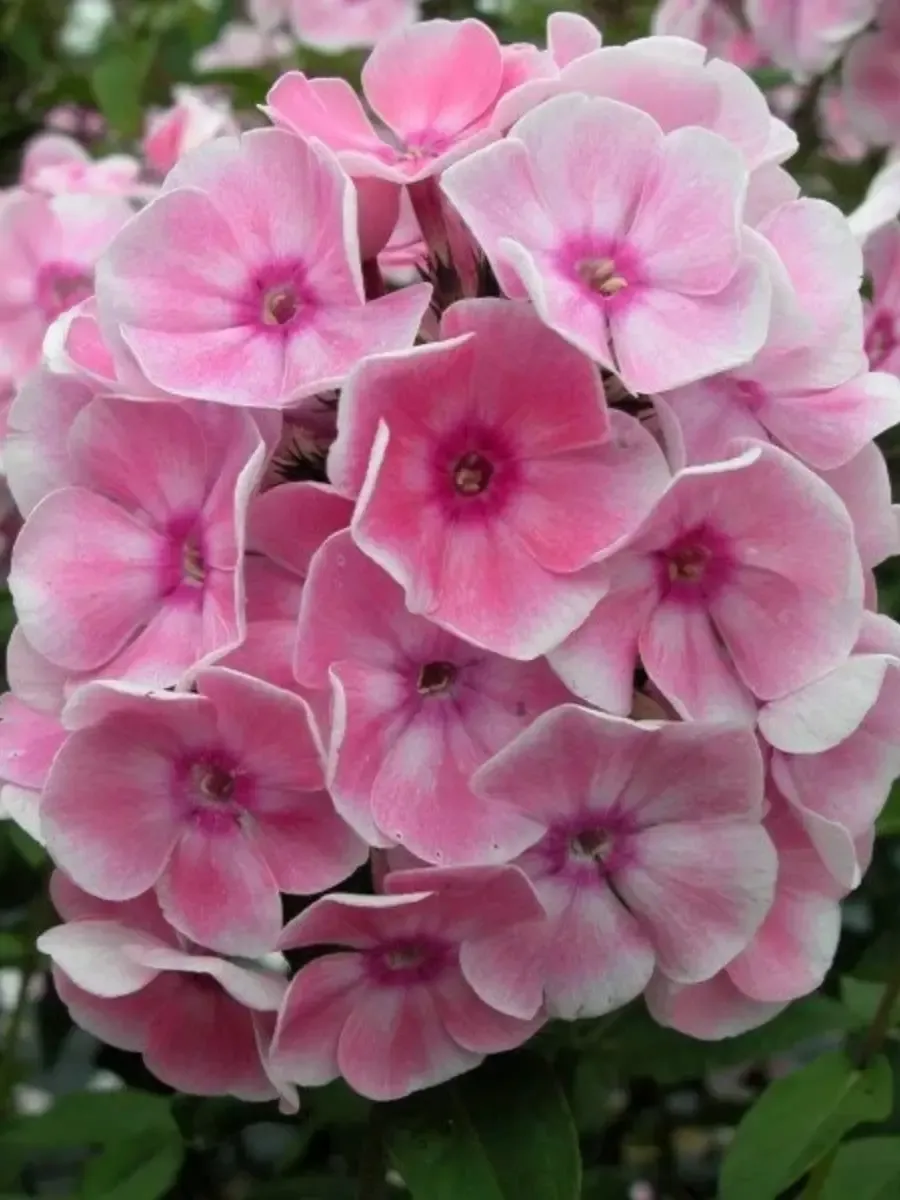 Флокс метельчатый Татьяна