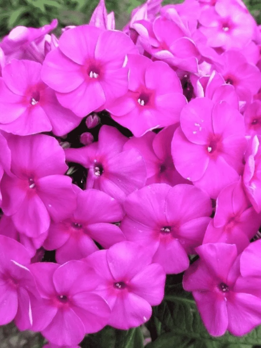 Флокс метельчатый Bambini Primadonna