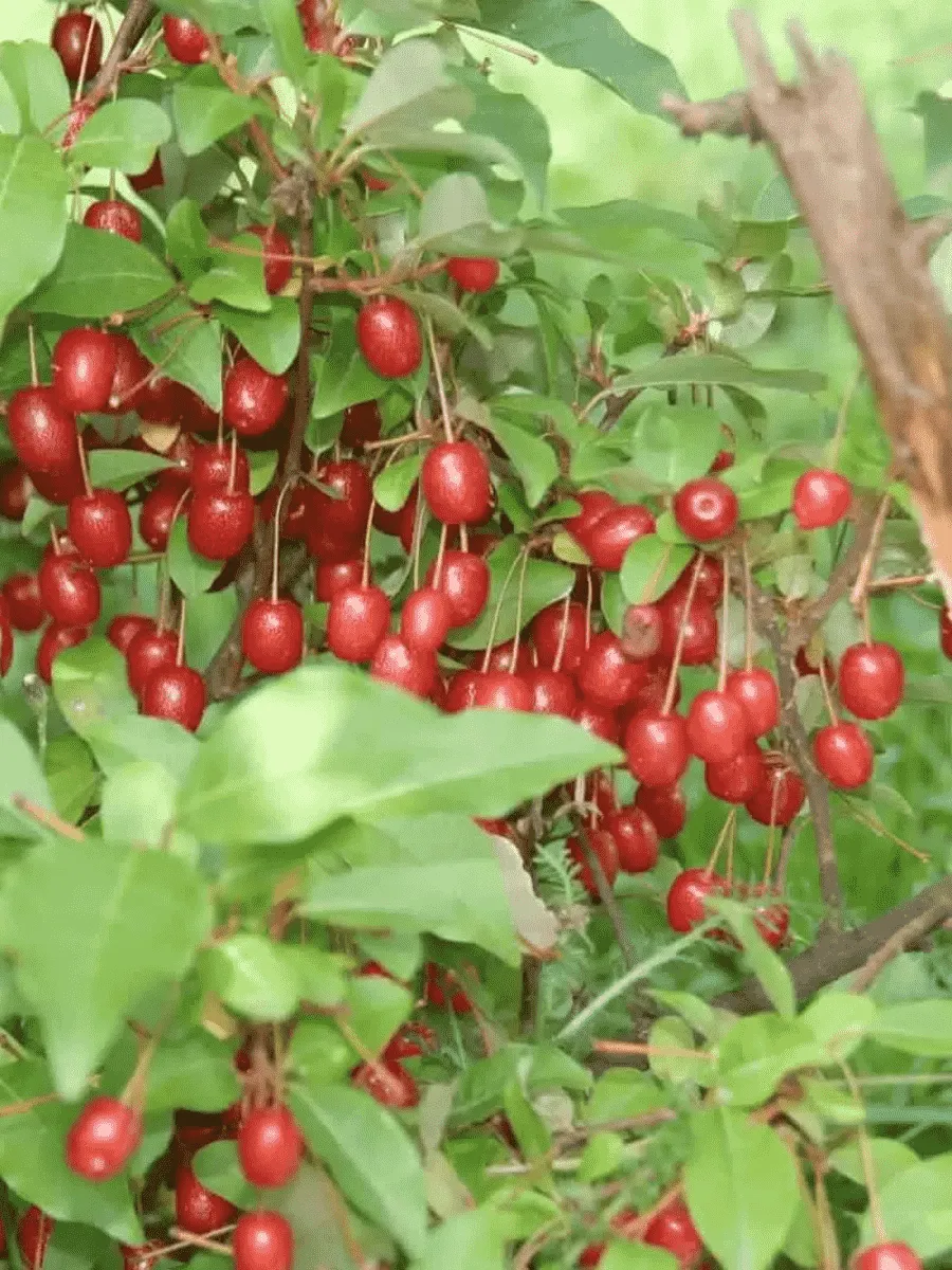 Лох многоцветковый