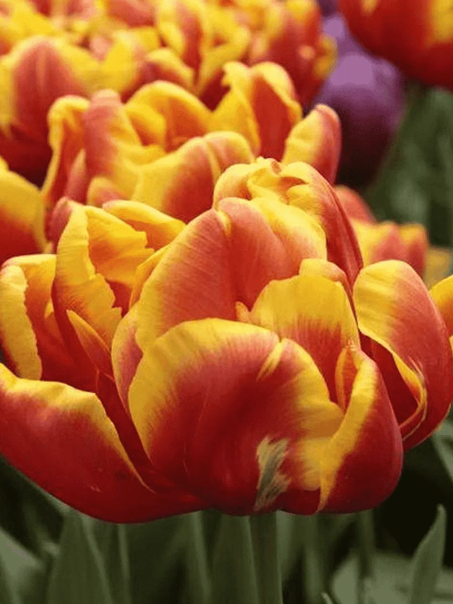 Тюльпан Махровый Cilesta