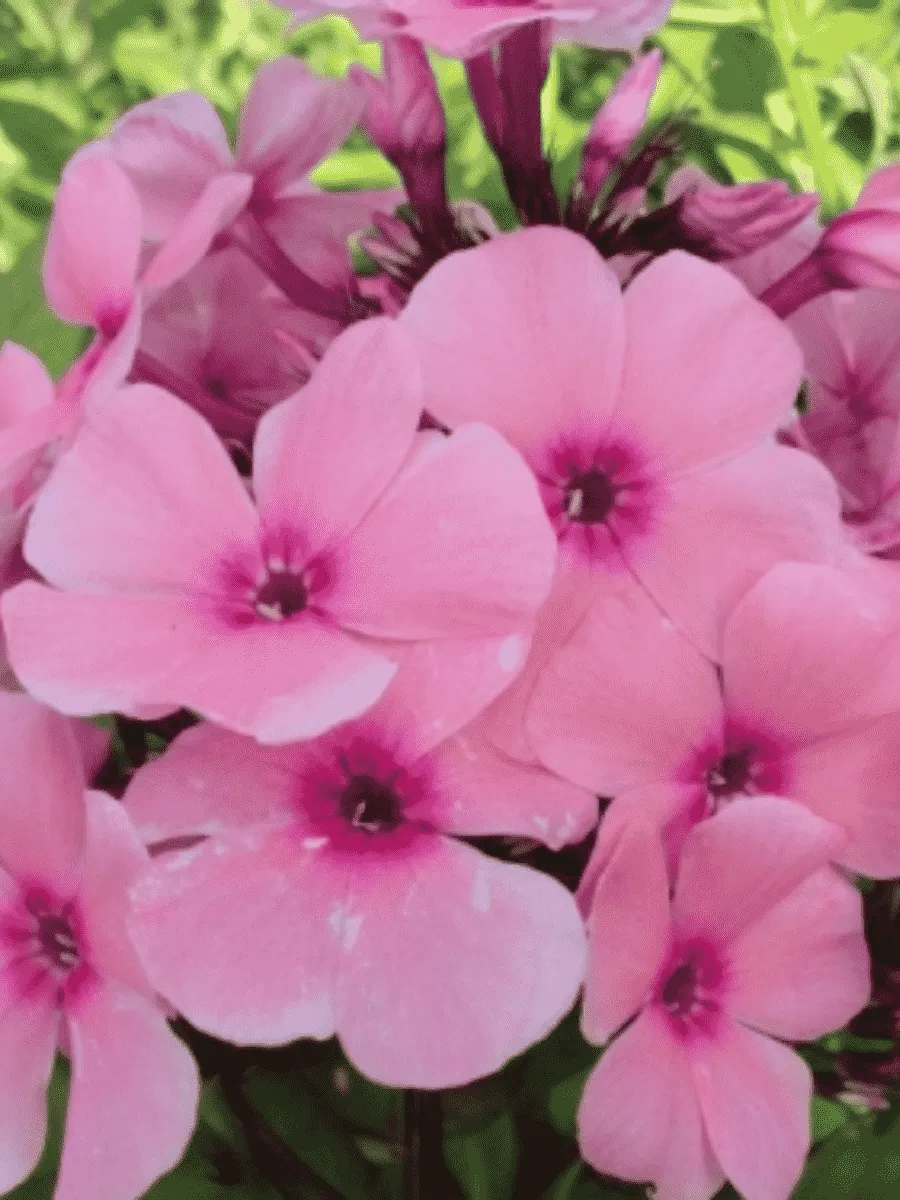 Флокс метельчатый Радомир