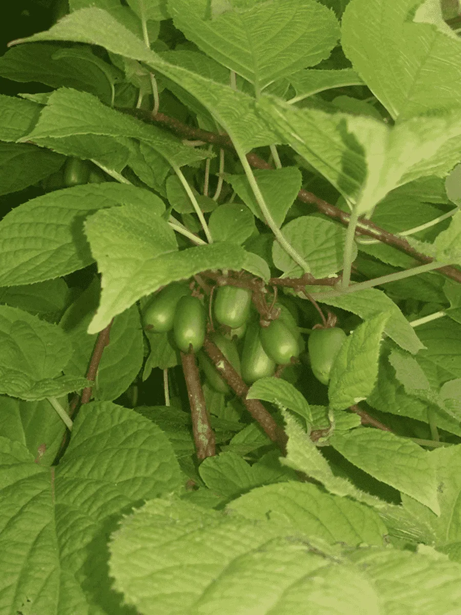 Актинидия коломикта Dr Szymanowski Актинидия коломикта Dr Szymanowski